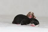 BERGER AUSTRALIEN PUPPIES 899
